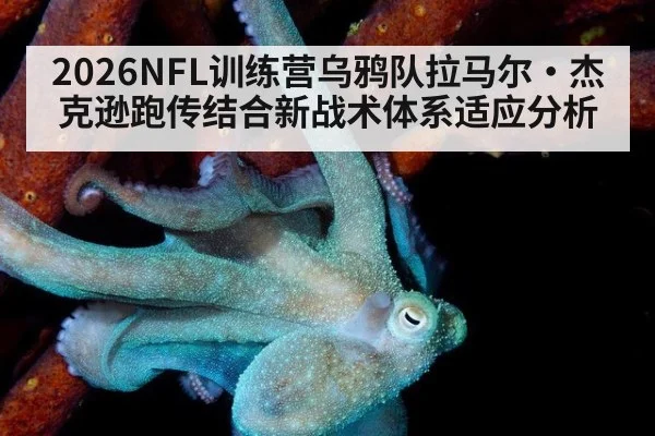 2026NFL训练营乌鸦队拉马尔·杰克逊跑传结合新战术体系适应分析